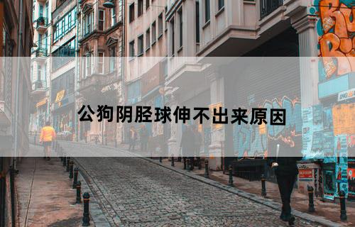 公狗阴胫球伸不出来原因