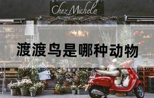 渡渡鸟是哪种动物