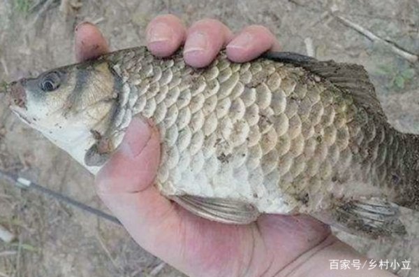 每个钓鱼人都有一个钓大鱼的梦想，想要在野钓时钓到大鱼，有什么要诀？
